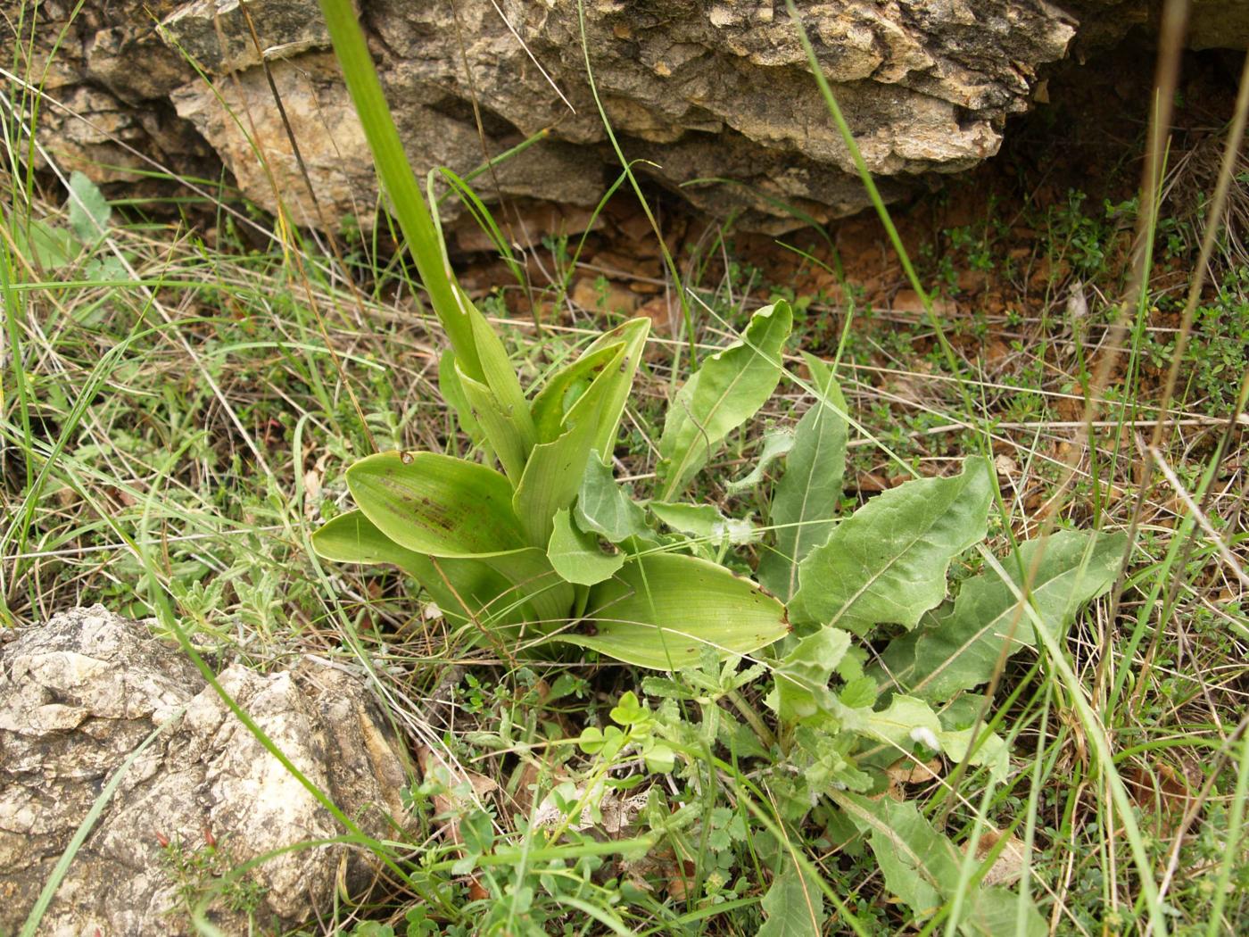 Orchid, Lady var. hypochromia leaf